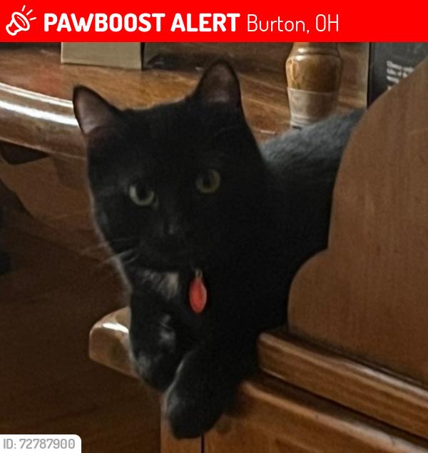 Lost Male Cat last seen West Spring Street, in Burton Village, Geauga County, Ohio, Burton, OH 44021