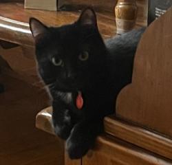 Lost Male Cat last seen West Spring Street, in Burton Village, Geauga County, Ohio, Burton, OH 44021