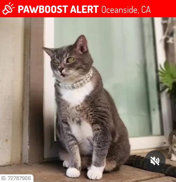 Lost Female Cat last seen Ranchero Dr, Jeffries Ranch, Oceanside, CA 92057