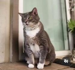 Lost Female Cat last seen Ranchero Dr, Jeffries Ranch, Oceanside, CA 92057