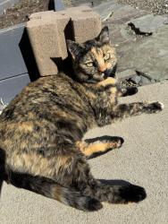 Lost Female Cat last seen Vanderbilt, Ellensburg, WA 98926