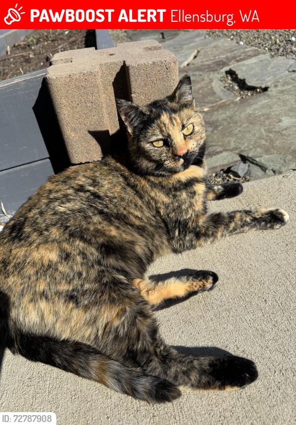 Lost Female Cat last seen Vanderbilt, Ellensburg, WA 98926