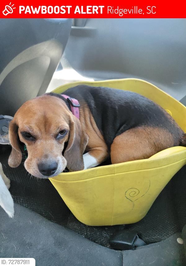 Lost Female Dog last seen Huckleberry hill lane , Ridgeville, SC 29472