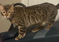 Lost Female Cat last seen Kingham Dr. and Grove Hill Rd. , Midlothian, VA 23114