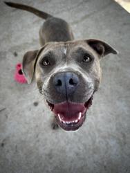 Shelter Stray Female Dog last seen CHARLOTTE, Charlotte, NC 28217