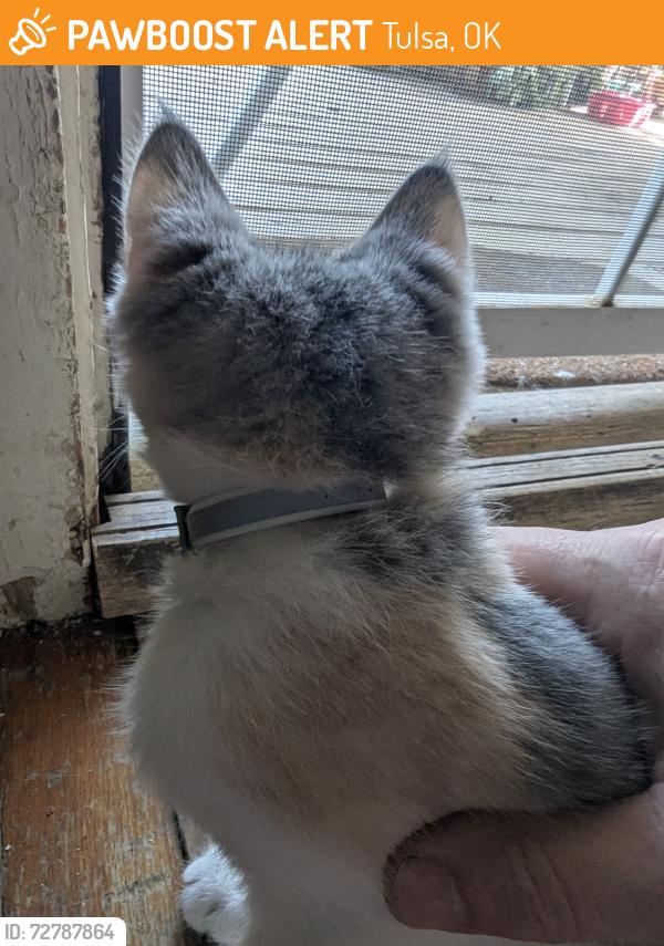 Found/Stray Unknown Cat last seen Near South Gillette Avenue, Tulsa, OK 74110