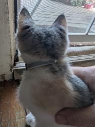 Found/Stray Unknown Cat last seen Near South Gillette Avenue, Tulsa, OK 74110