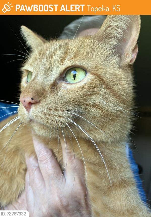 Found/Stray Male Cat last seen 27th and Kinhsrow. , Topeka, KS 66614