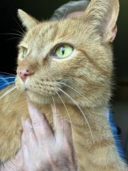 Found/Stray Male Cat last seen 27th and Kinhsrow. , Topeka, KS 66614