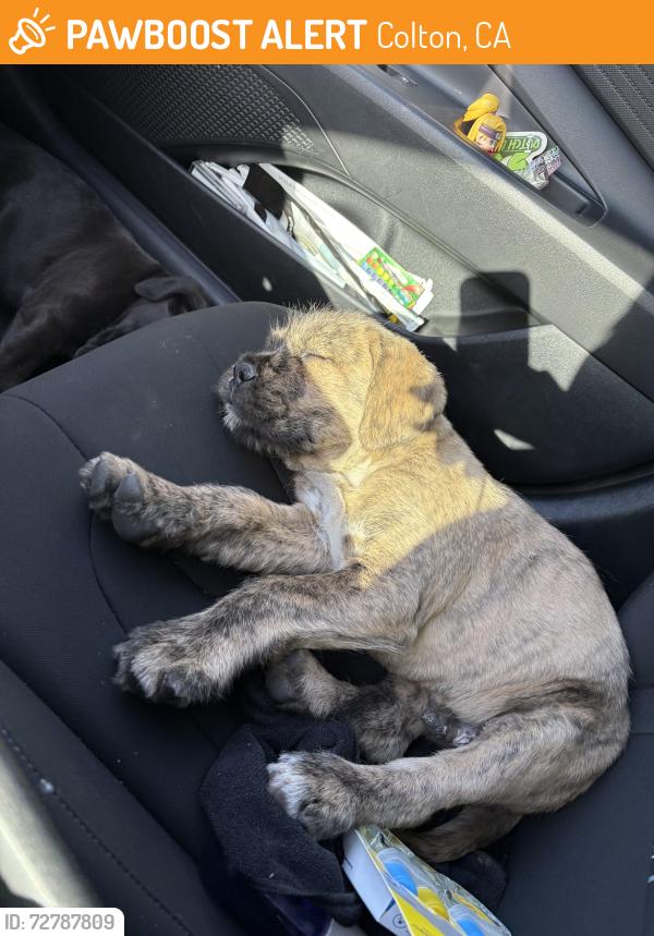 Found/Stray Male Dog last seen N. Rancho ave and w Rialto ave , Colton, CA 92324