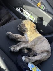 Found/Stray Male Dog last seen N. Rancho ave and w Rialto ave , Colton, CA 92324