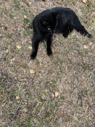 Found/Stray Female Cat last seen Spring Road and Atlanta Road, Smyrna, GA 30080
