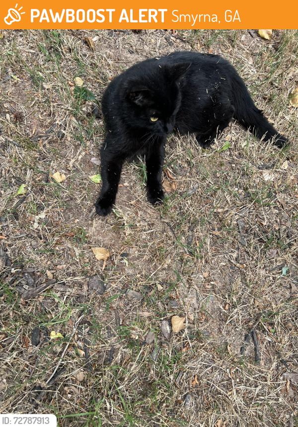 Found/Stray Female Cat last seen Spring Road and Atlanta Road, Smyrna, GA 30080