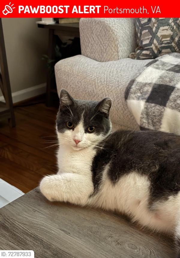 Lost Male Cat last seen Linnet Lane, Portsmouth, VA 23703