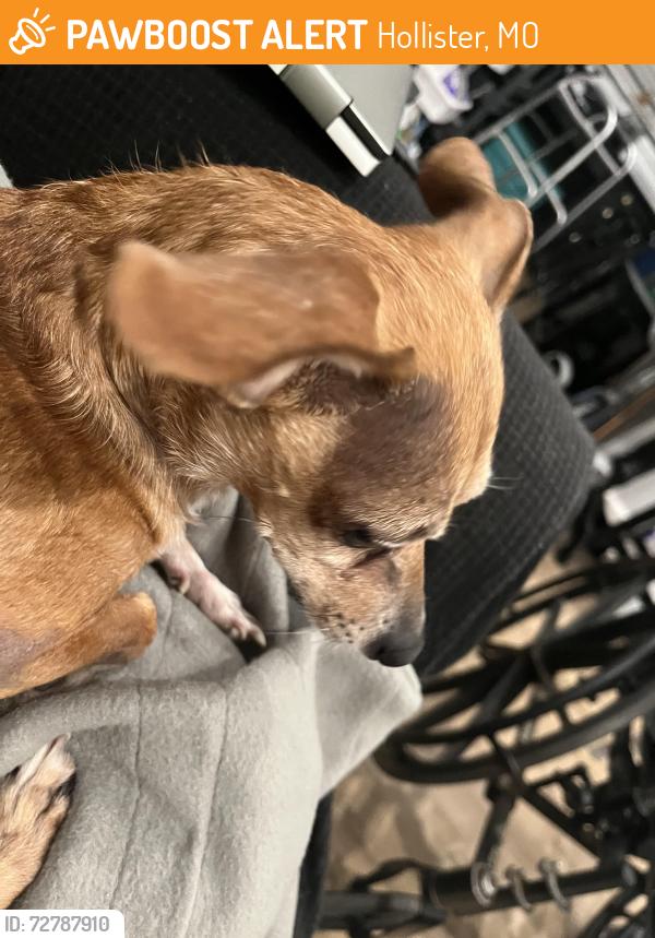 Found/Stray Unknown Dog last seen Maple st and Esplanade, Hollister, MO 65672