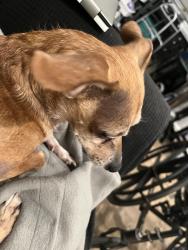 Found/Stray Unknown Dog last seen Maple st and Esplanade, Hollister, MO 65672