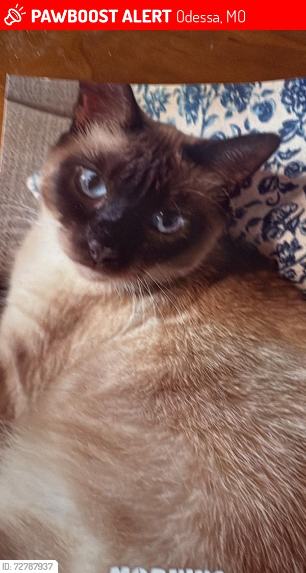 Lost Female Cat last seen Mt Tabor Road and 131 Highway , Odessa, MO 64076