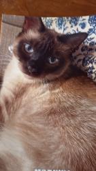 Lost Female Cat last seen Mt Tabor Road and 131 Highway , Odessa, MO 64076