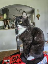 Lost Male Cat last seen 100th and Sheridan, Tulsa, OK 74137