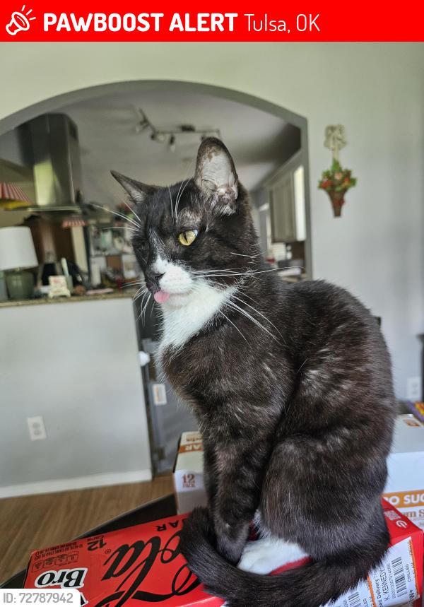 Lost Male Cat last seen 100th and Sheridan, Tulsa, OK 74137
