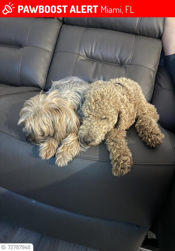 Lost Female Dog last seen Near , Miami, FL 33165