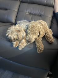Lost Female Dog last seen Near , Miami, FL 33165