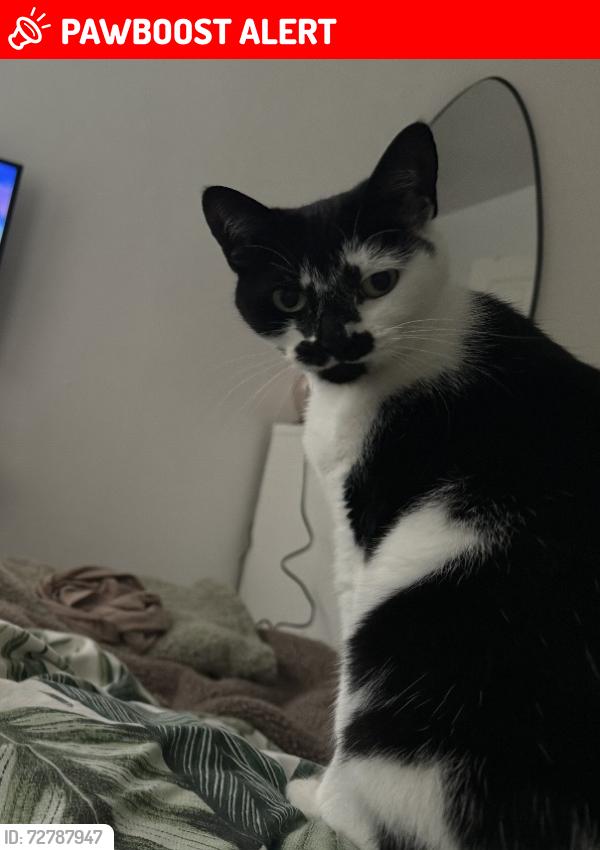 Lost Female Cat last seen Pound road , Highworth, England SN6