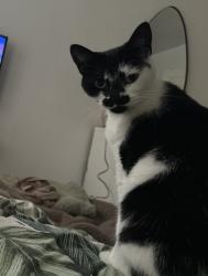 Lost Female Cat last seen Pound road , Highworth, England SN6