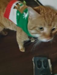 Lost Male Cat last seen Lewis and 5th, Tulsa, OK 74104