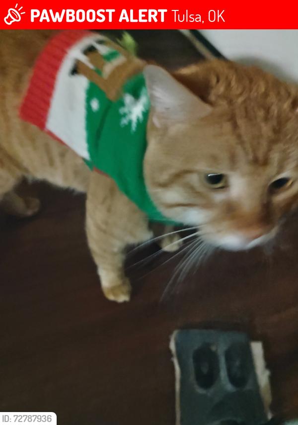 Lost Male Cat last seen Lewis and 5th, Tulsa, OK 74104