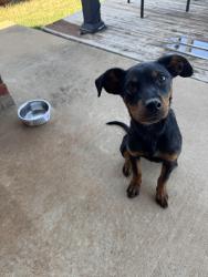 Found/Stray Female Dog last seen Heritage Oaks Neighborhood, Oklahoma City, OK 73120