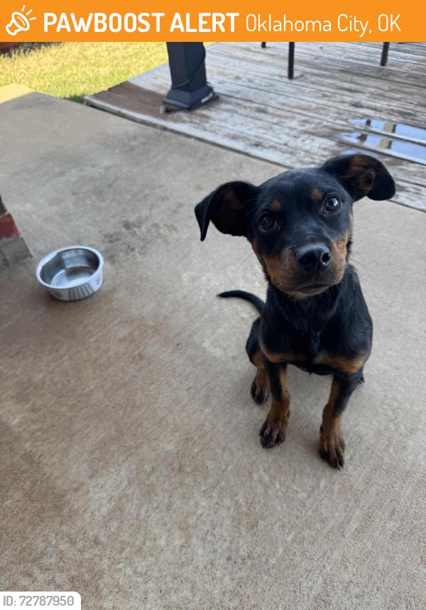 Found/Stray Female Dog last seen Heritage Oaks Neighborhood, Oklahoma City, OK 73120