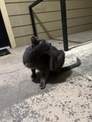 Found/Stray Unknown Cat last seen The Overlook at Sandy Springs, Sandy Springs, GA 30350