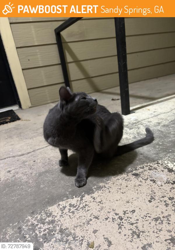 Found/Stray Unknown Cat last seen The Overlook at Sandy Springs, Sandy Springs, GA 30350