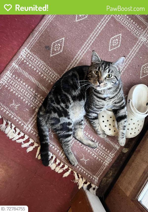Wa Rav Cat Reunited Male Cat in Seattle, WA 98118 (ID: 72784755) | PawBoost
