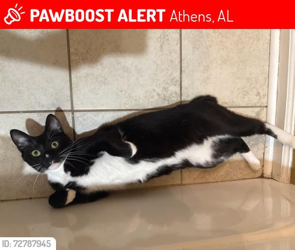 Lost Male Cat last seen East Limestone Road, Athens, AL 35613