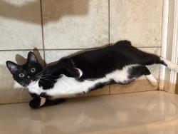Lost Male Cat last seen East Limestone Road, Athens, AL 35613