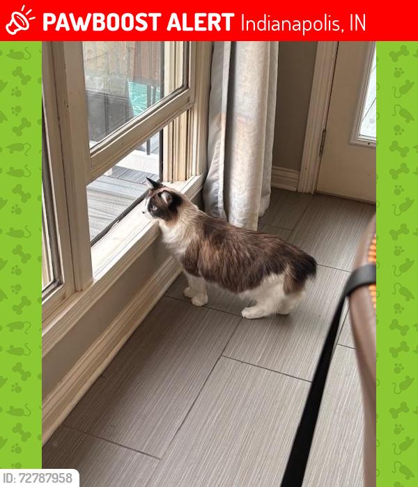 Lost Female Cat last seen 96th Street, Indianapolis, IN 46256