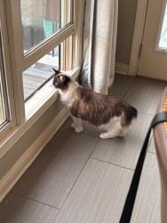 Lost Female Cat last seen 96th Street, Indianapolis, IN 46256