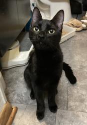 Found/Stray Unknown Cat last seen Lincoln & S. Oliver, Wichita, KS 67218