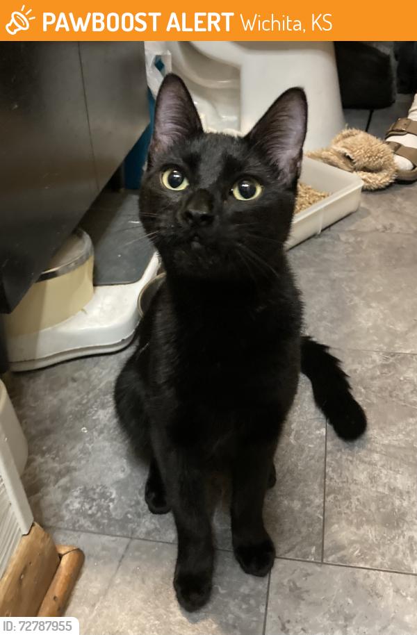 Found/Stray Unknown Cat last seen Lincoln & S. Oliver, Wichita, KS 67218