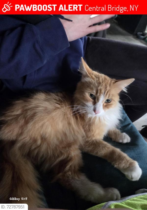 Lost Unknown Cat last seen Near S Main St Ste 1, Central Bridge, NY 12035, Central Bridge, NY 12035