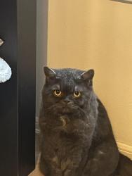 Lost Male Cat last seen Delridge , Seattle, WA 98106