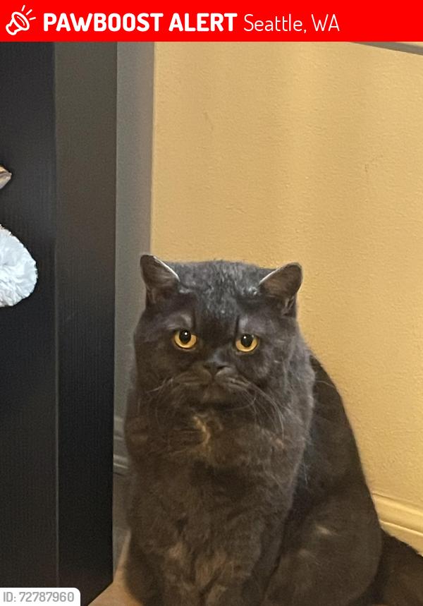 Lost Male Cat last seen Delridge , Seattle, WA 98106