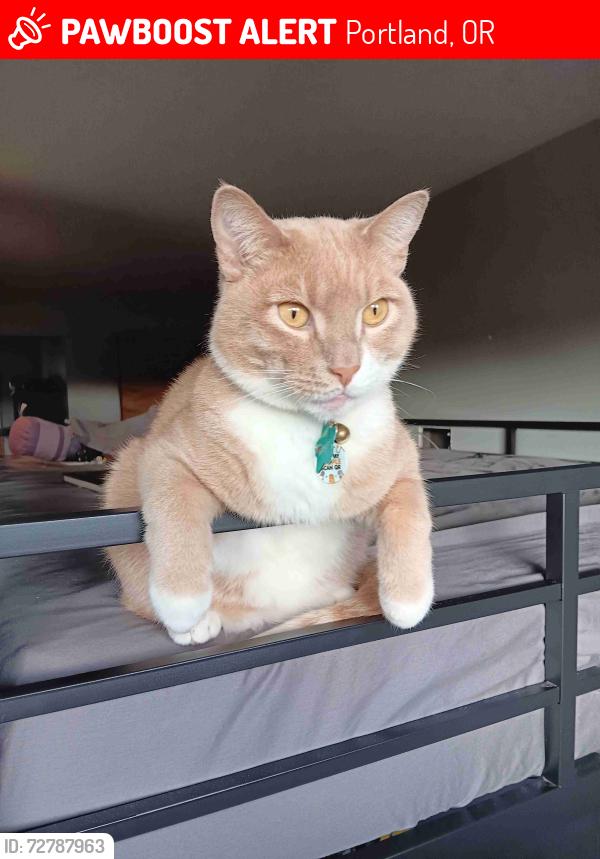 Lost Male Cat last seen SE Michael Dr near La Salle Catholic High Schooll, Portland, OR 97222