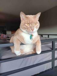 Lost Male Cat last seen SE Michael Dr near La Salle Catholic High Schooll, Portland, OR 97222