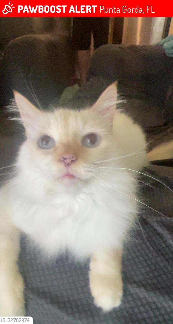 Lost Male Cat last seen Sandhill Blvd, Punta Gorda, FL 33983