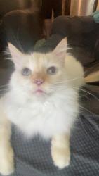 Lost Male Cat last seen Sandhill Blvd, Punta Gorda, FL 33983