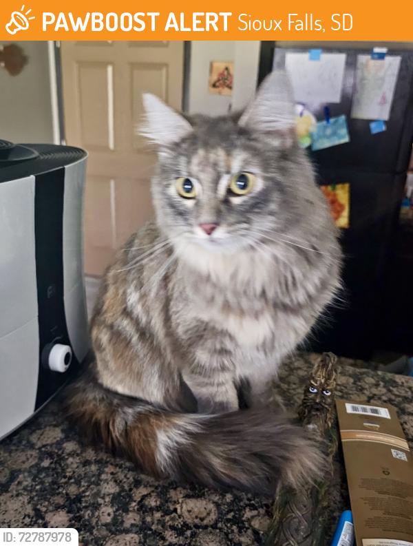 Found/Stray Unknown Cat last seen E 57th and Sycamore, Sioux Falls, SD 57108