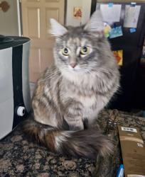 Found/Stray Unknown Cat last seen E 57th and Sycamore, Sioux Falls, SD 57108